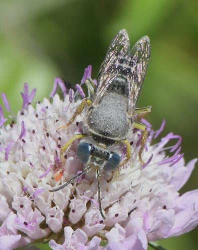 Bembix zonata